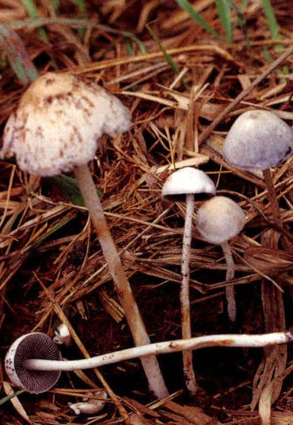 Coprinus radians (Desm.) Fr.